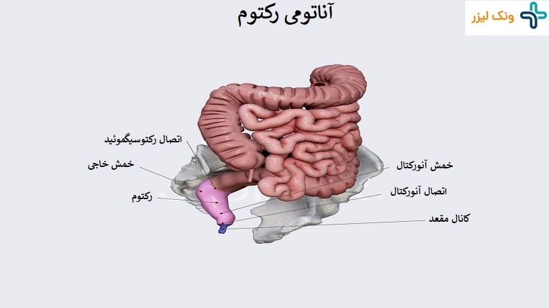 آناتومی رکتوم