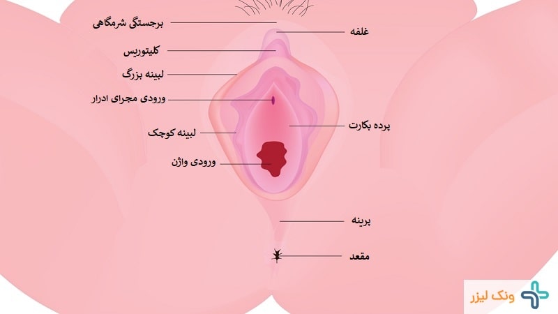 آناتومی واژن