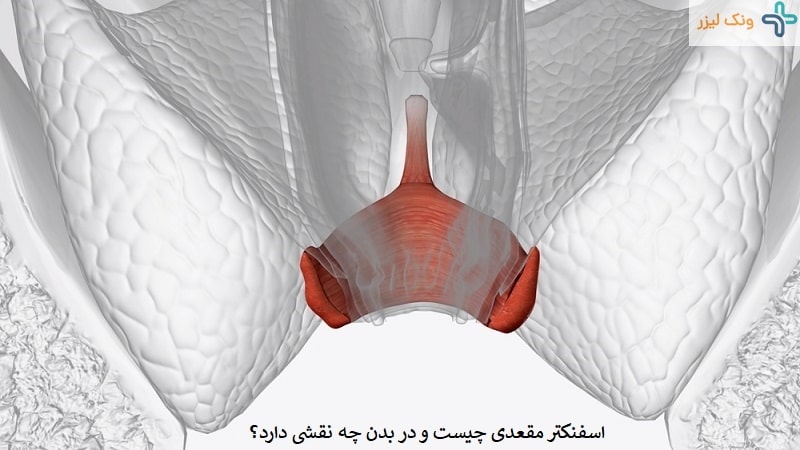 اسفنکتر مقعدی