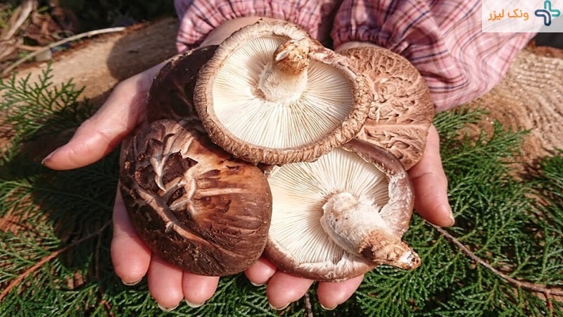 قارچ شیتاکه